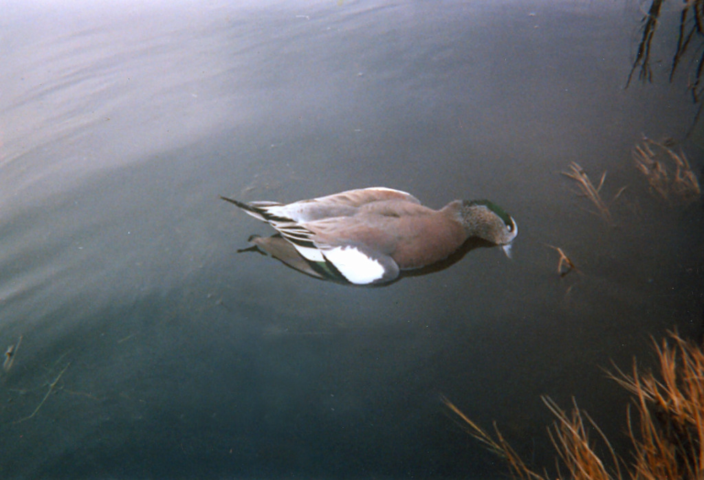 Widgeon_new