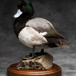 scaup_001