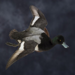 scaup_002
