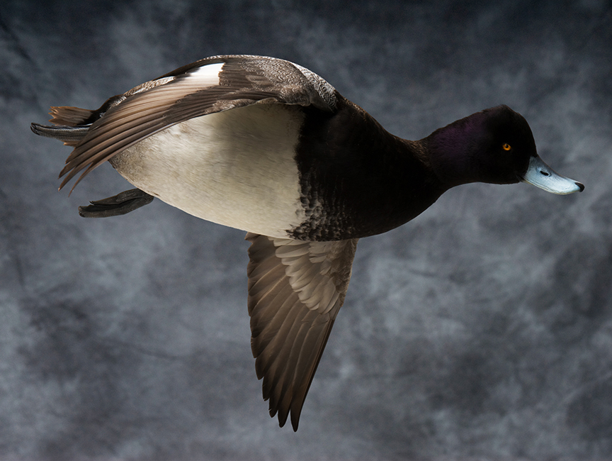 scaup_004