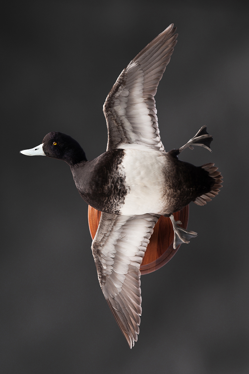 scaup_005
