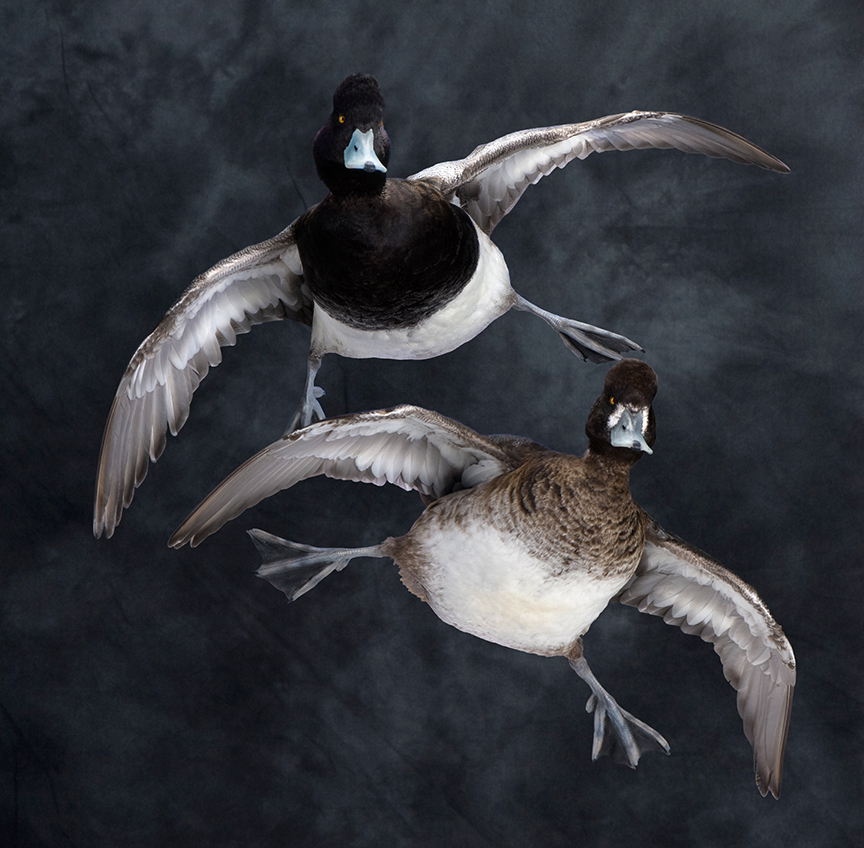scaup_006