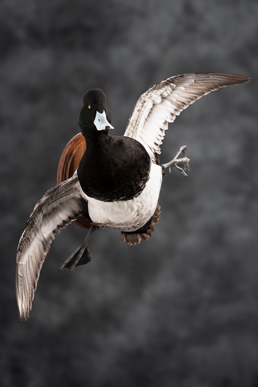 scaup_007