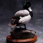 scaup_009