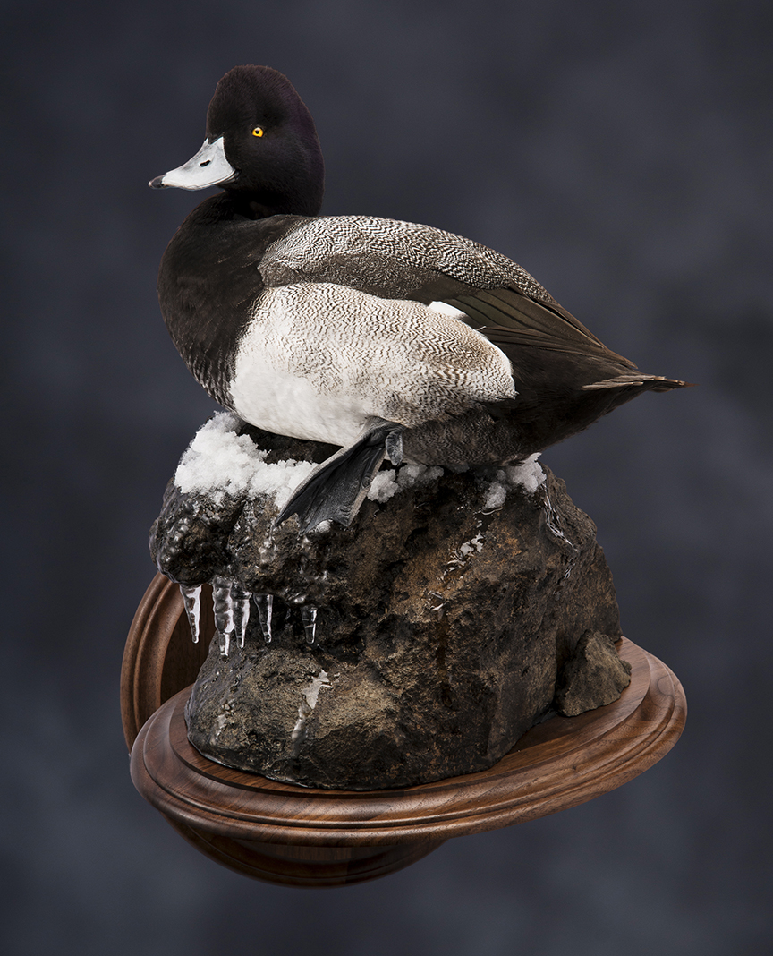 scaup_014